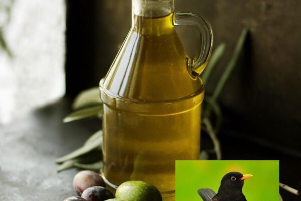 Karatavuklar Olmasaydı Zeytin Ağaçları da Olmazdı